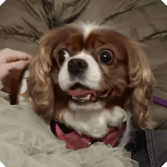 Randomly get jumpscared by my dog