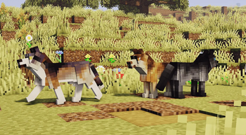 Wolves in the wild