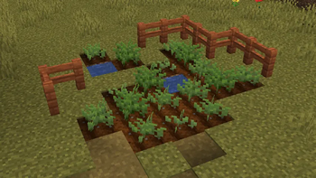 Tea Farm