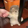 kappader4