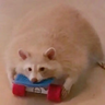 laptoppunk