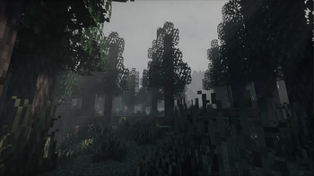 Pine forest