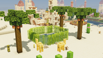 Oasis