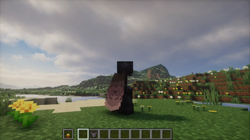 elytra