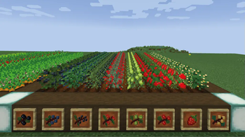 New Berry Bushes