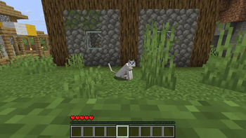 cat possess