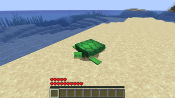 turtle possess