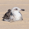JohnSeagull
