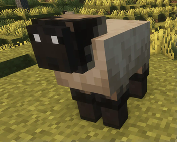 Long Nose Sheep