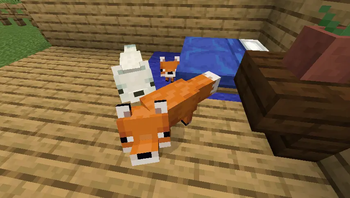 baby foxes looking at player