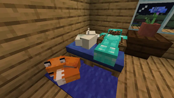Foxes sleepinh with player