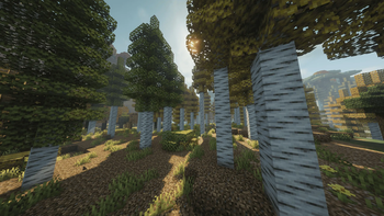 Birch forest