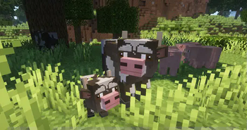 cows