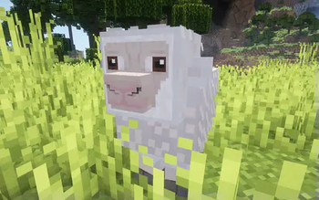 sheep