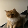 AutoMeow