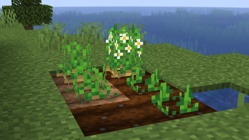 Potatoes with Flowers