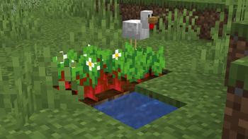 Beetroot with Flowers