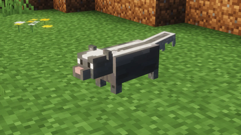 Skunk