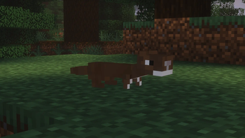 Baby Stoat