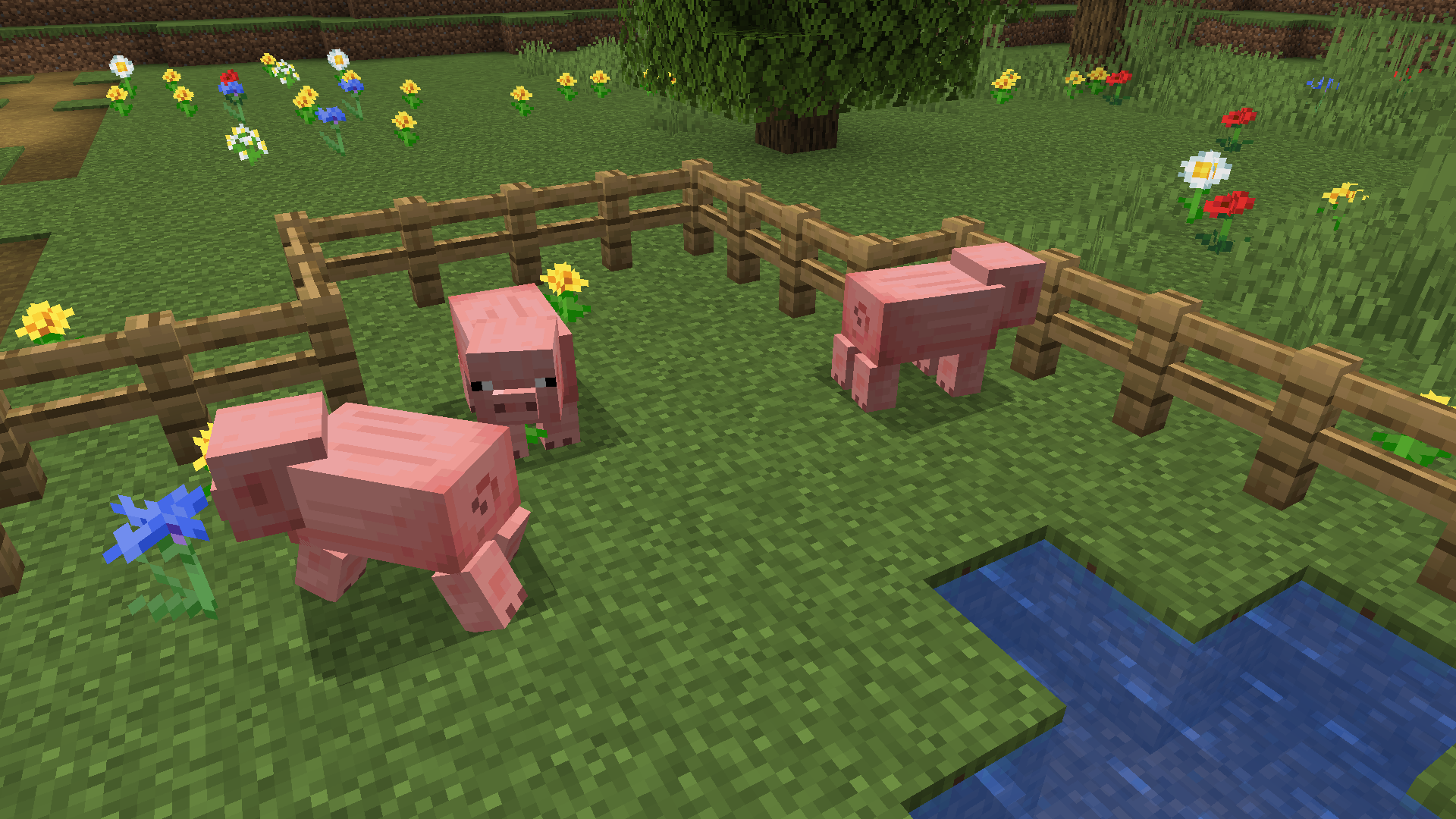 Pigs with a square shadow underneath them