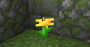 Dandelion