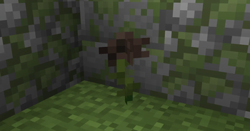 Wither Rose
