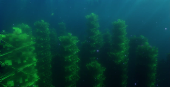 Kelp Forest