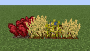 Non-mature Hitbox