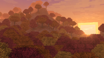 Dappled Forest Sunset