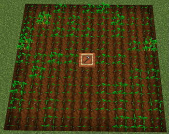 Harvesting wheat
