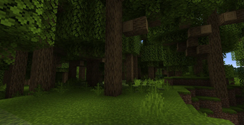 a dense oak forest