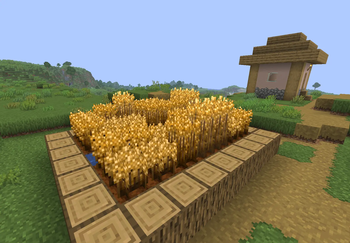 Wheat Field