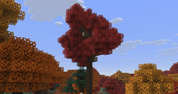 Large Poplar Tree