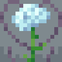 Carnation