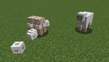 sheep