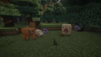 animals