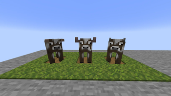 Cows