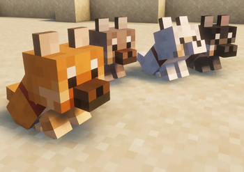 Shiba-dog