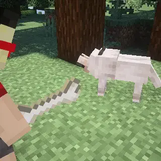 Shiba-dog