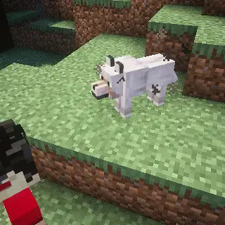 Shiba-dog