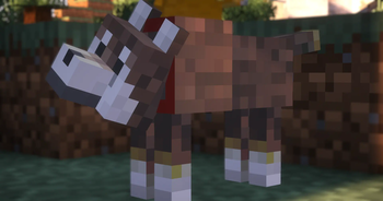 Shiba-dog