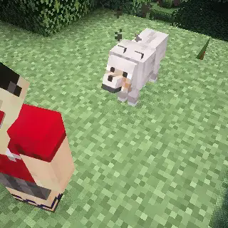 Shiba-dog