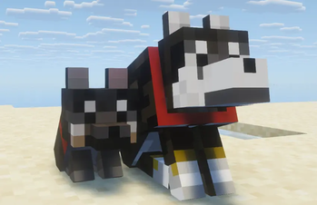 Shiba-dog