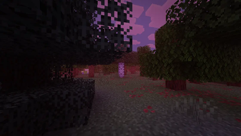 Sunrise(Forest)