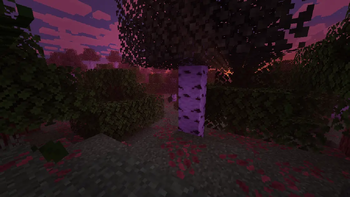 Sunset(Forest)