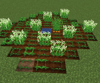 Carrot field