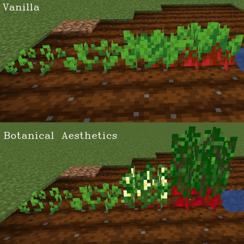 Beet comparison