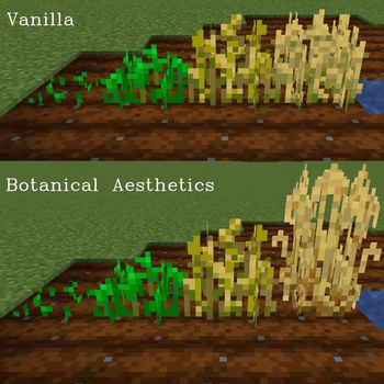 Wheat comparison