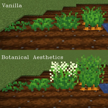 Carrot Comparison