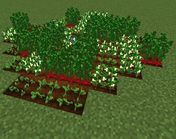 Beet field
